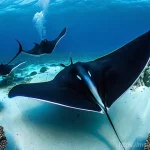 몰디브 절벽 다이빙 - **Manta Ray Ballet at a Cleaning Station:**
    "A stunning underwater photograph captures several l...