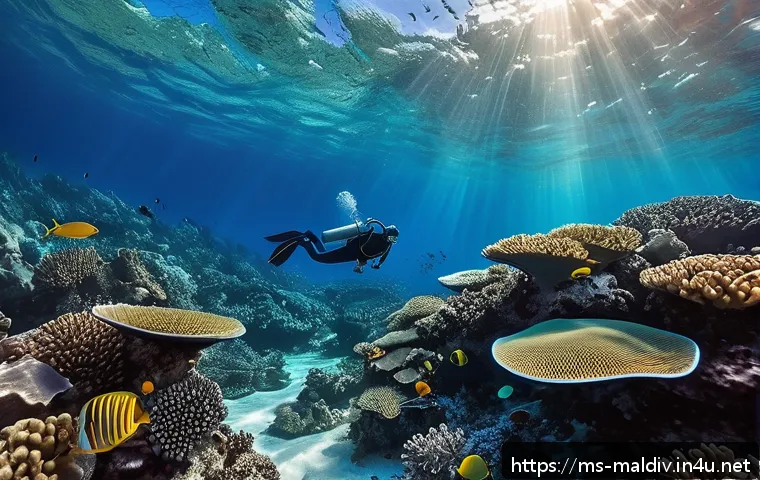 몰디브와 하와이 비교 관련 이미지 2